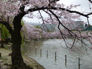 Ueno park in spring